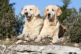 GOLDEN RETRIEVER 568